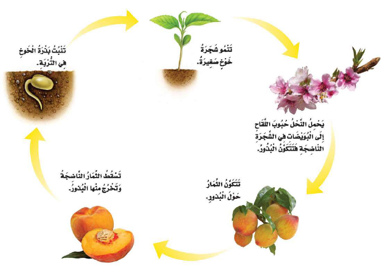 دورة حياة شجرة الخوخ